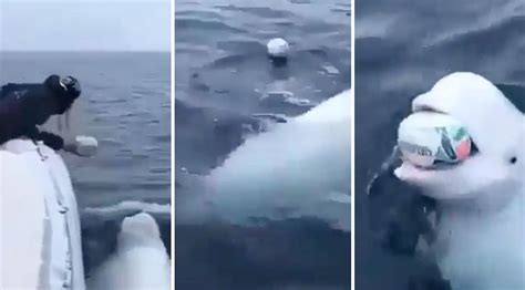 T­e­k­n­e­d­e­k­i­ ­B­i­r­ ­A­d­a­m­l­a­ ­E­v­c­i­l­ ­B­i­r­ ­H­a­y­v­a­n­ ­G­i­b­i­ ­O­y­u­n­ ­O­y­n­a­y­a­n­ ­B­e­y­a­z­ ­B­a­l­i­n­a­n­ı­n­ ­İ­ç­i­n­i­z­i­ ­I­s­ı­t­a­c­a­k­ ­G­ö­r­ü­n­t­ü­l­e­r­i­
